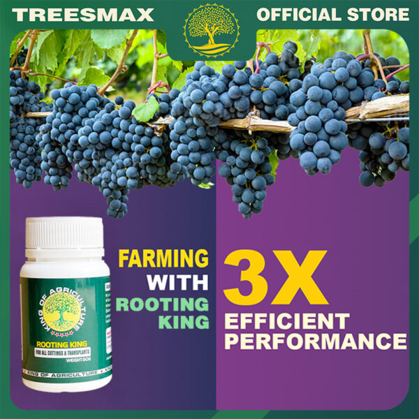 New generation fertilizer - Rooting King root booster powder.