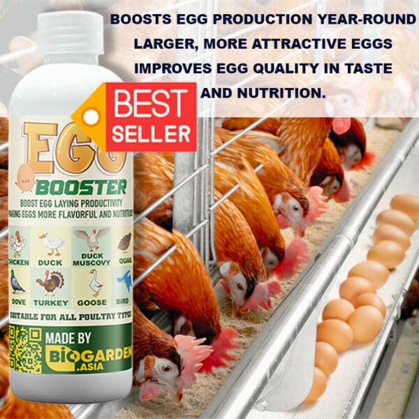 Egg Booster-Premium Egg-boosting powder para sa manok-Egg-booster para sa manok, pato, gansa, pugo..
