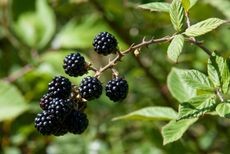 A blackberry bush is heavily laden with clusters of dark, ripe fruit ready for harvest