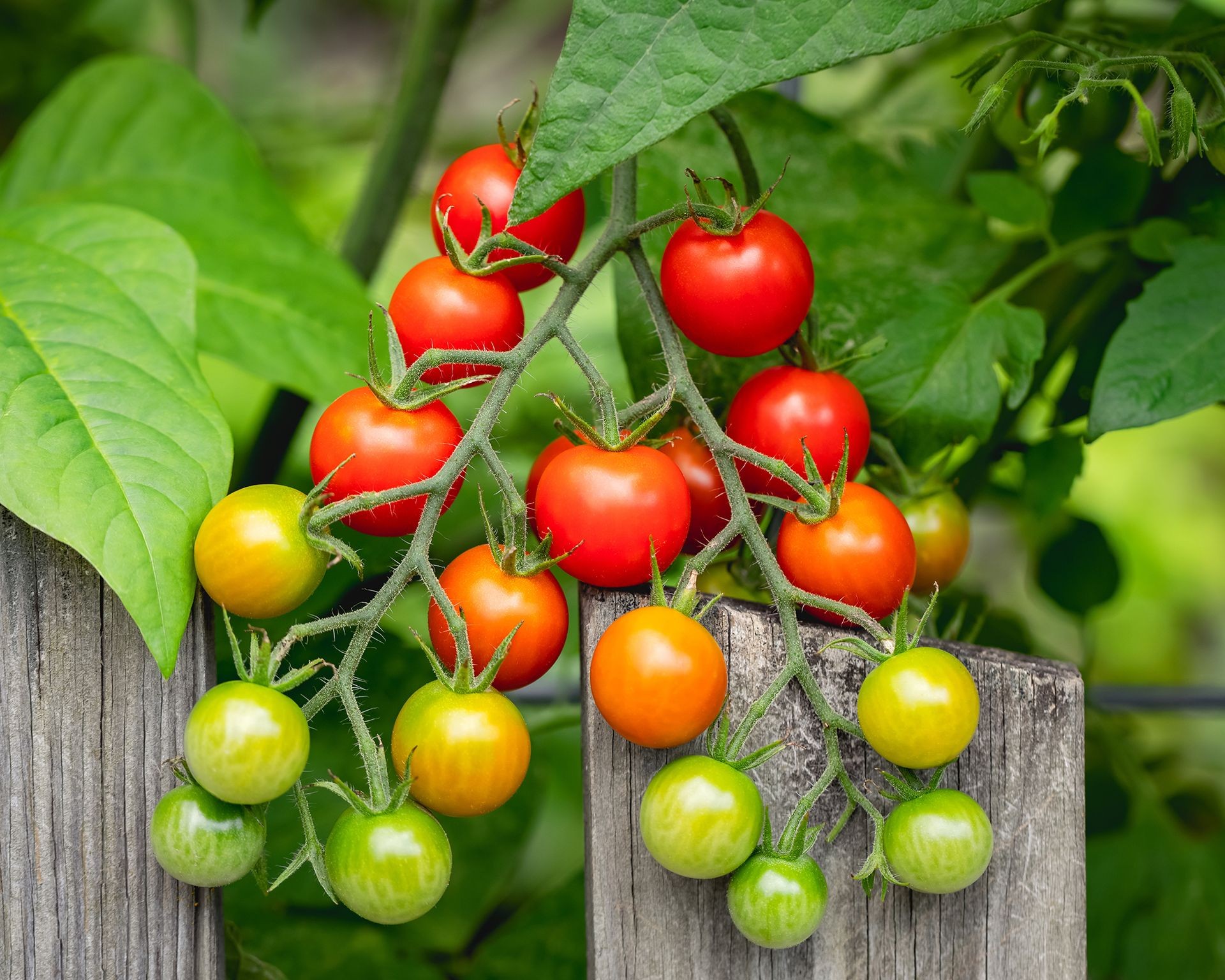 A bountiful cluster of Supersweet 100 cherry tomatoes, highlighting their small size and suitability for snacking