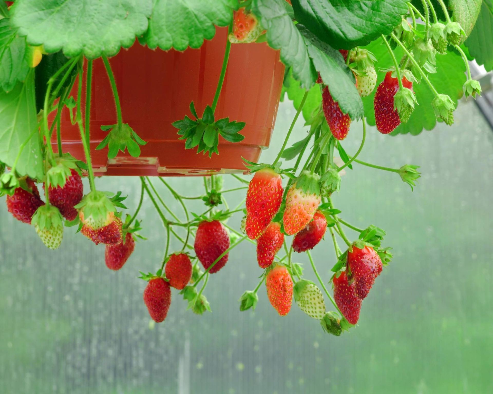 A bountiful hanging basket filled with ripe, delicious red strawberries
