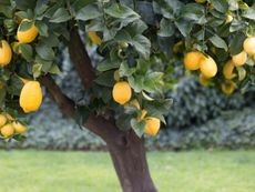 A bountiful lemon tree heavy with many bright yellow lemons ready for picking