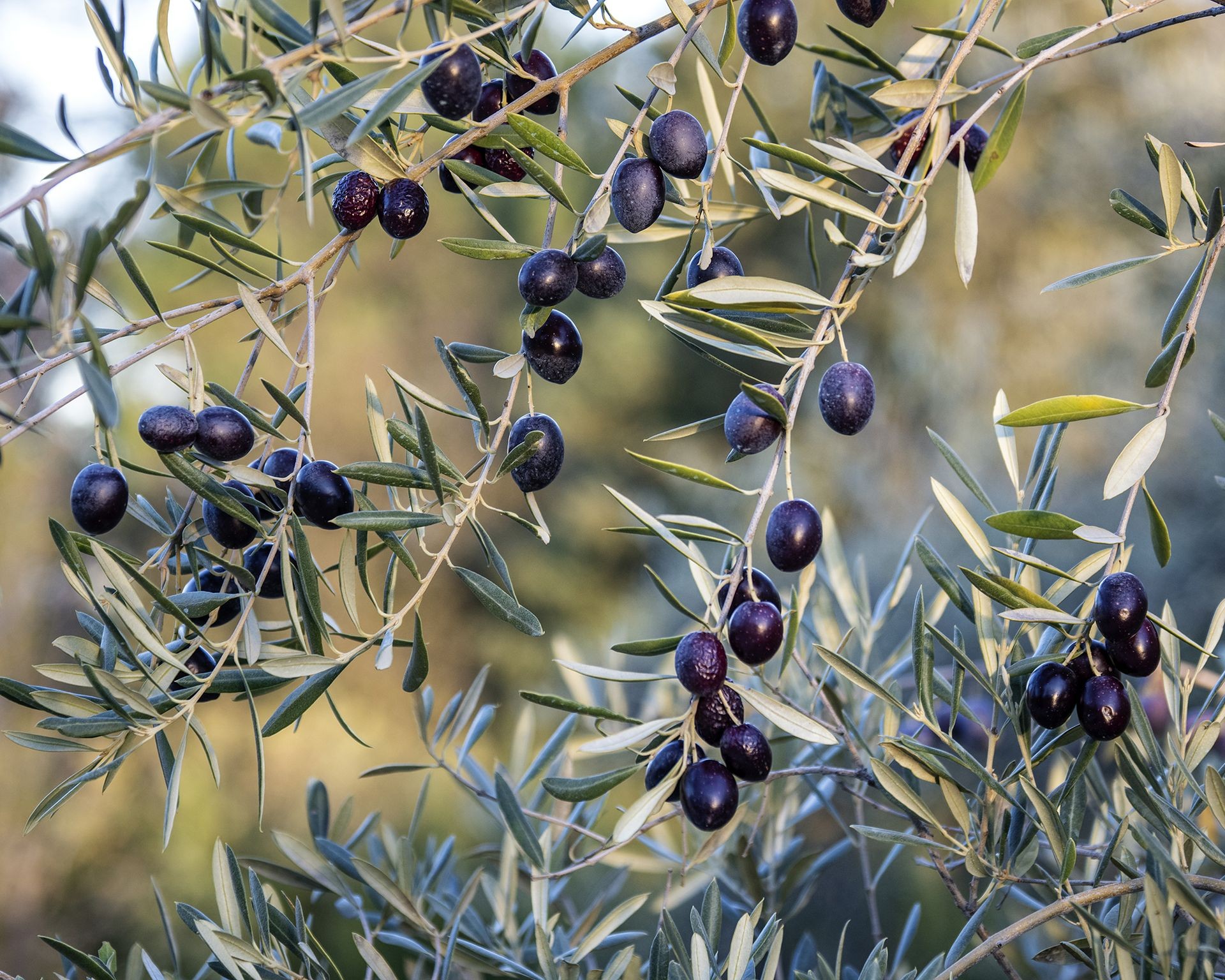 A branch heavy with ripening black olives