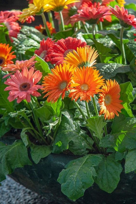 A bright display of multi-colored Gerbera Daisies including orange, pink, and yellow blooms.