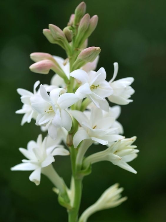 A bunch of fragrant white Tuberose flowers (Hoa Huệ) with elegant, spoon-shaped petals.