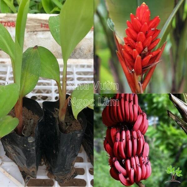 A bunch of unripe Red Dacca Bananas showing their distinctive deep red skin.