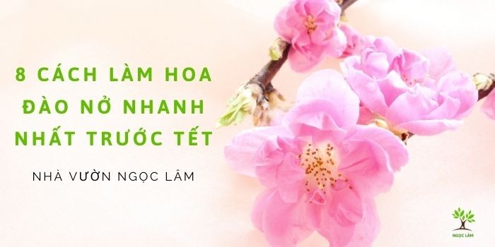 A close-up view of pink peach blossom buds and flowers on a branch, showing different stages of blooming, representing how to accelerate peach blossom flowering
