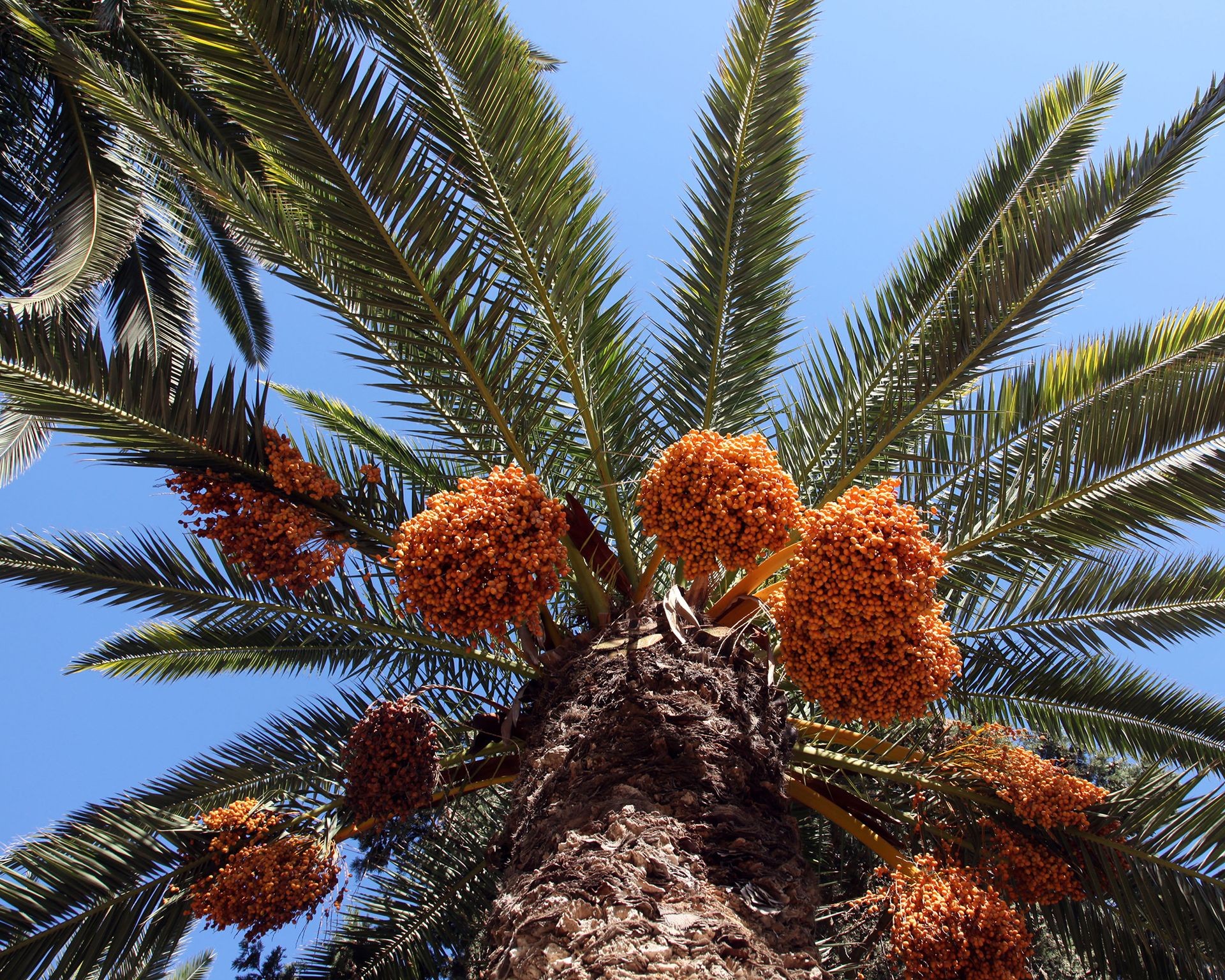 A close-up view of the fronds and trunk of a Phoenix dactylifera date palm tree