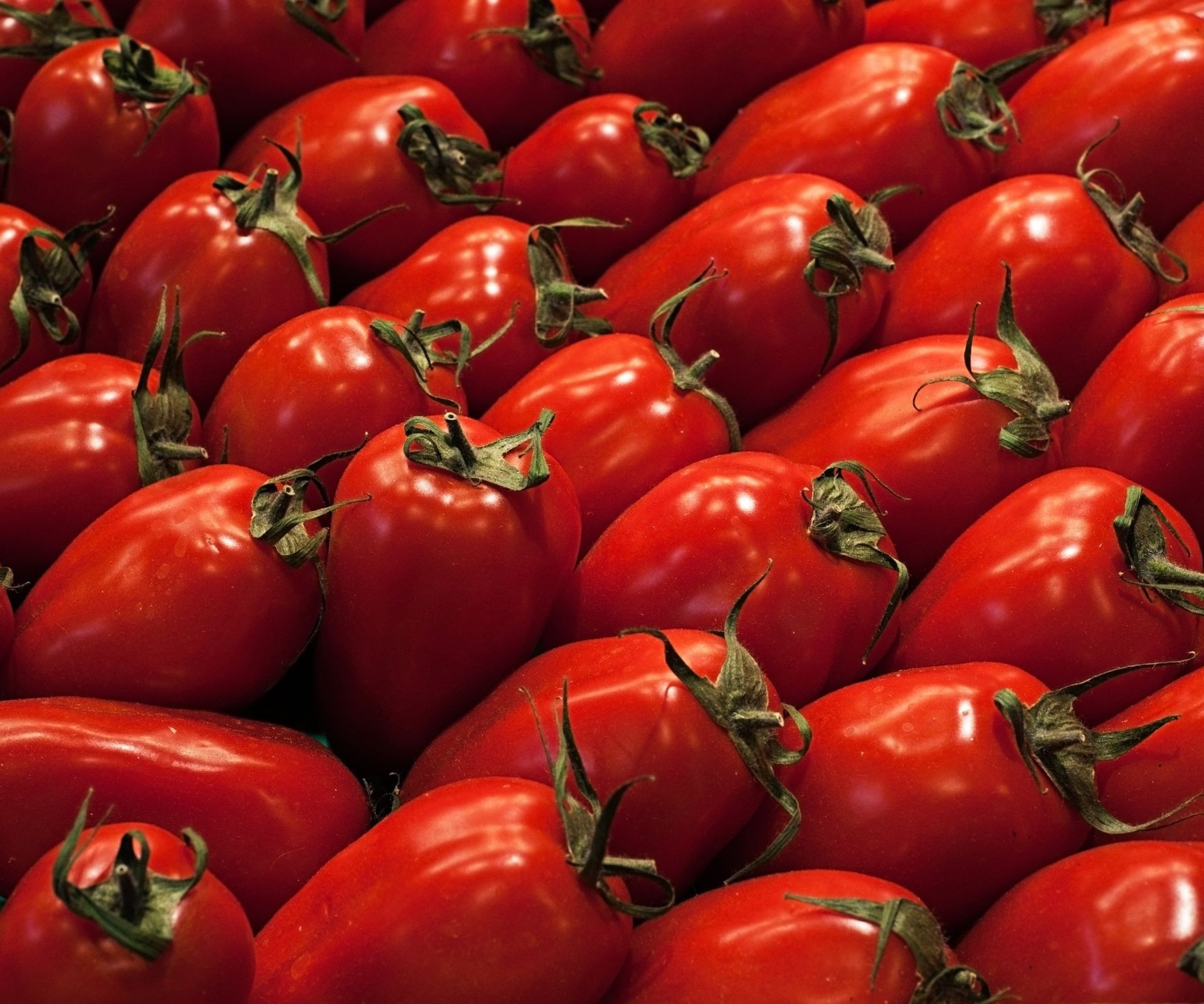 A cluster of glossy red Roma tomatoes hanging on the vine, highlighting their typical shape for sauces.
