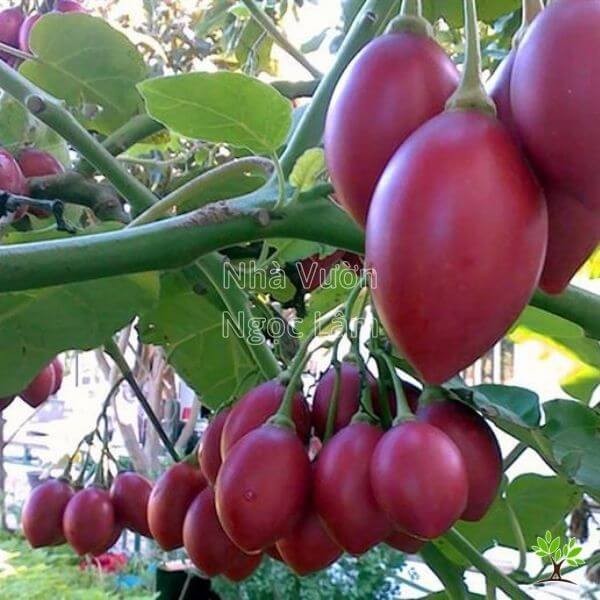 A cluster of ripe red Tamarillo fruits