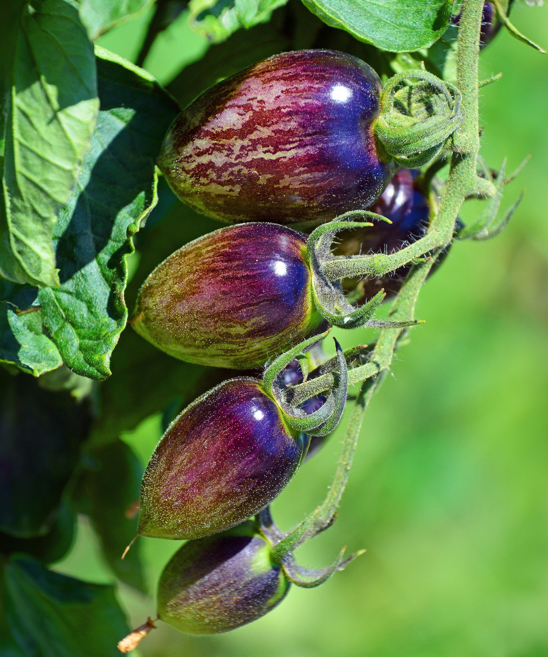 A cluster of striped Brad's Atomic Grape heirloom tomatoes on a stem
