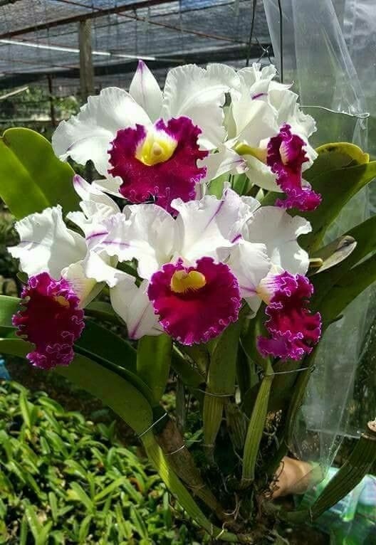 A cluster of vibrant Orchid flowers (Hoa Lan) displaying their elegant and unique petal shapes.