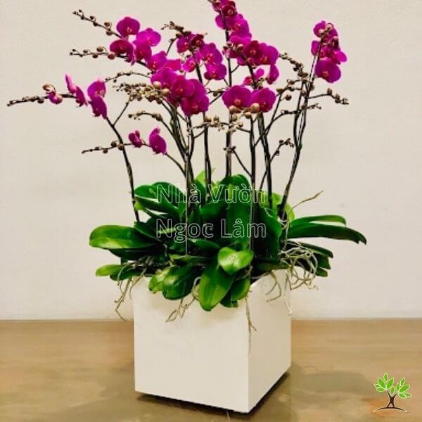 A collection of vibrant Phalaenopsis orchids in various colors like pink, white, and purple, showcasing healthy leaves and multiple bloom spikes