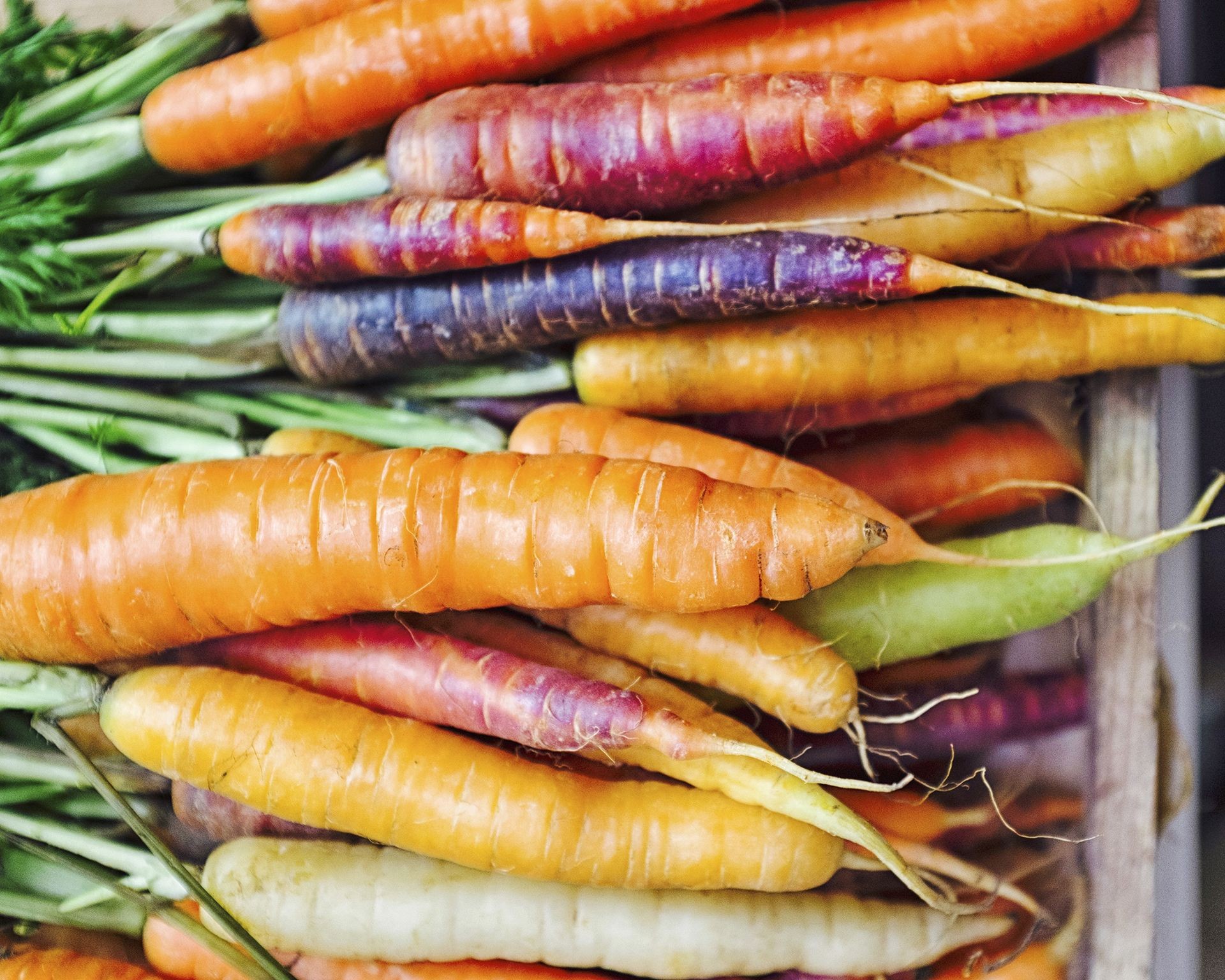 A colourful assortment of freshly harvested carrots piled in a wooden crate