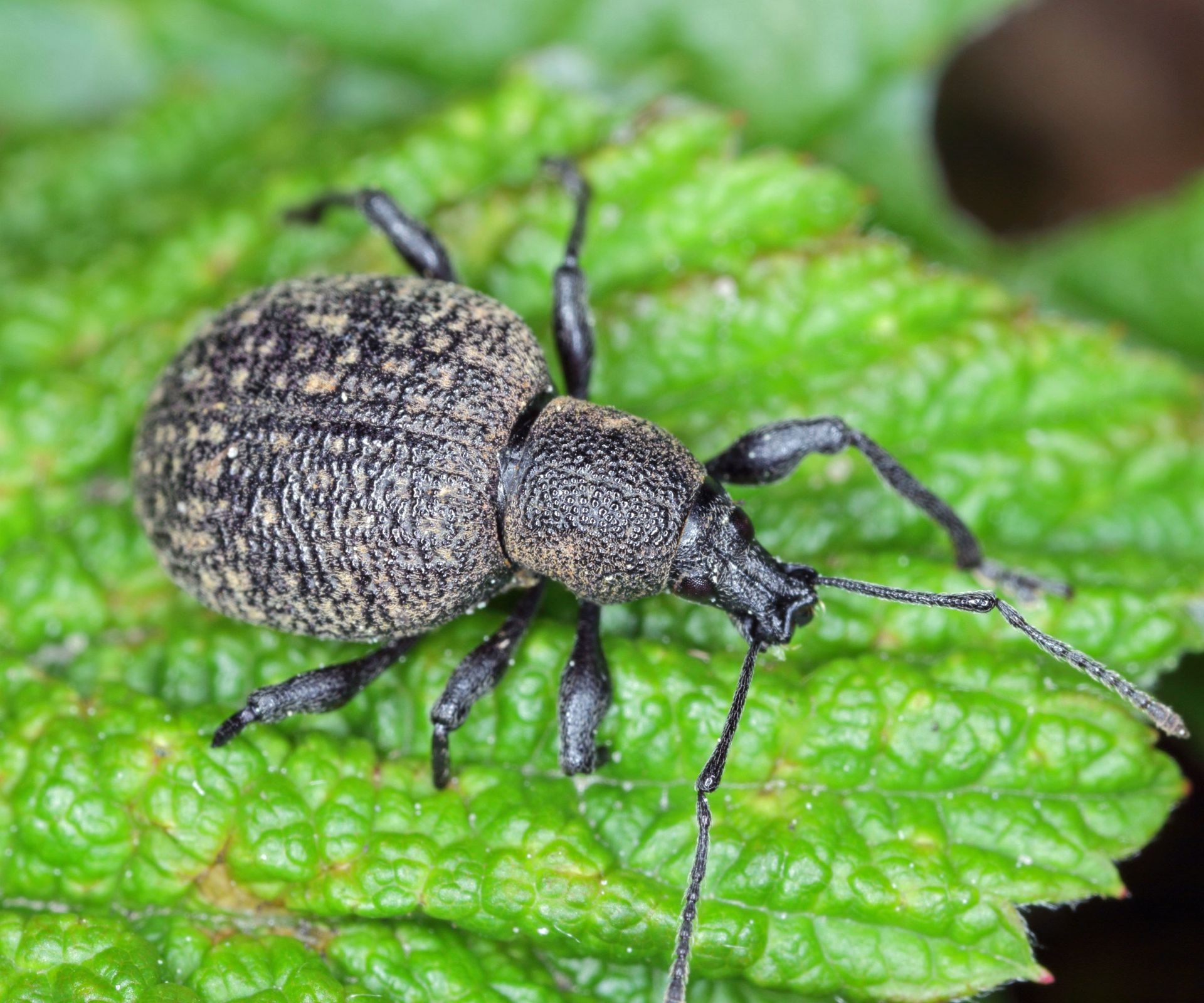 A dark-colored strawberry root weevil insect on the surface of a green strawberry leaf