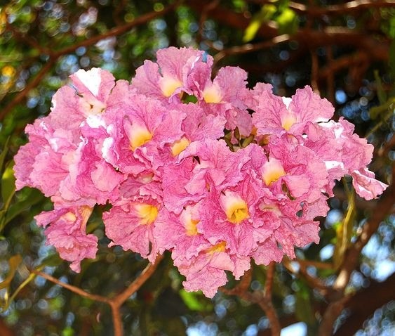 A dense canopy of bright pink trumpet-shaped flowers on a Pink Trumpet tree, showcasing its stunning spring bloom.