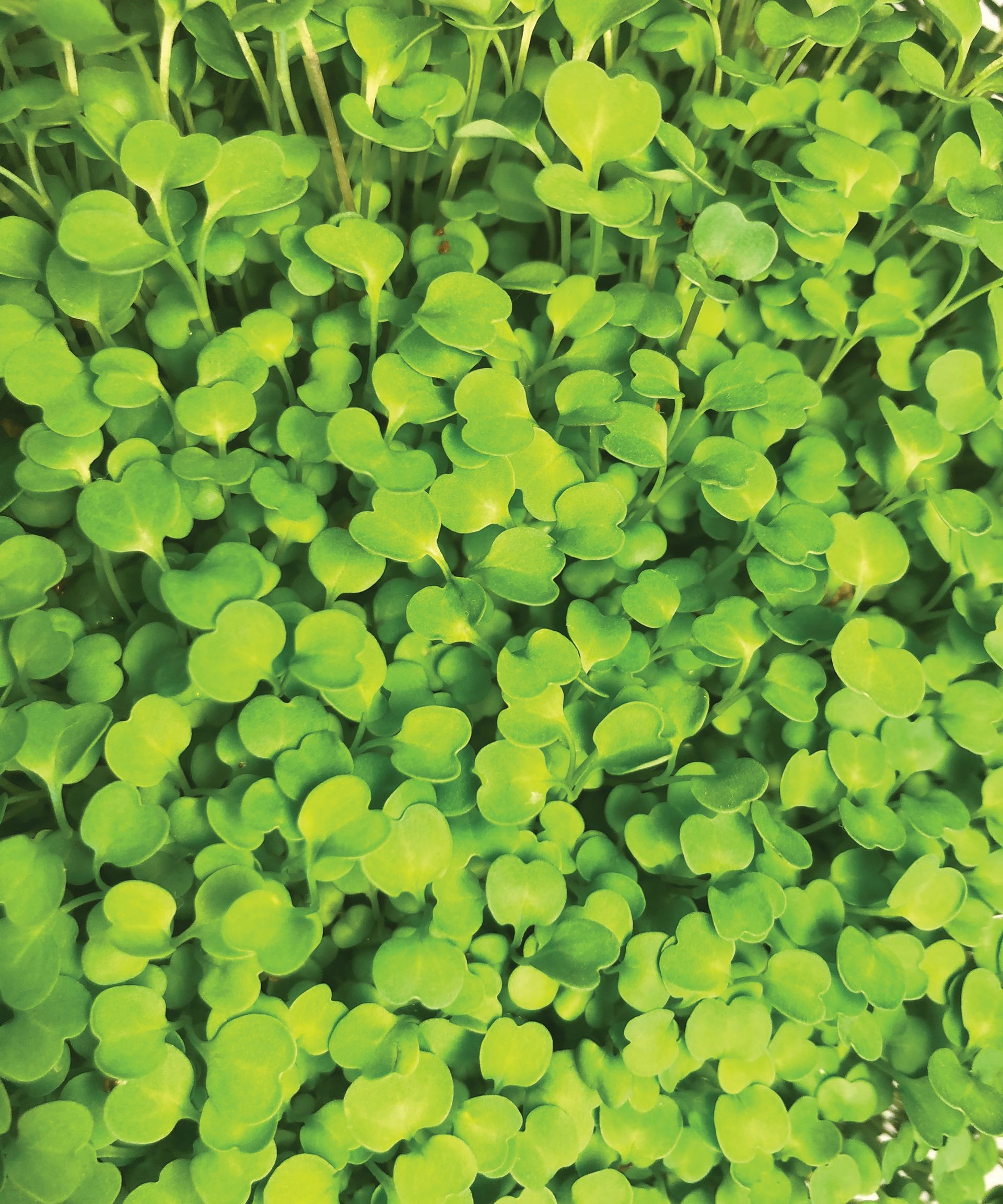 A dense cluster of vibrant green cress leaves growing closely together, ready for a quick harvest