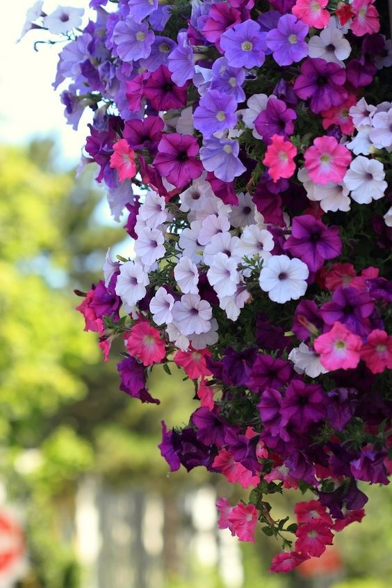 A dense display of colorful petunia flowers in shades of purple, pink, and white.
