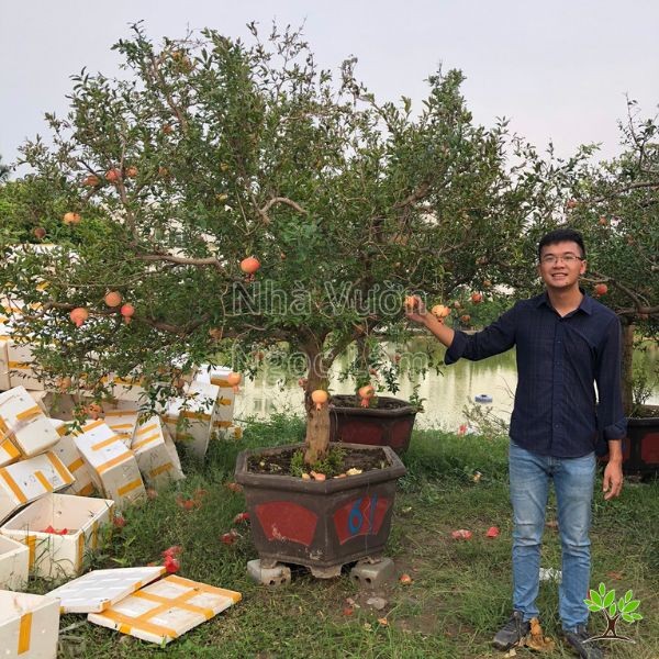 A Dwarf Pomegranate shrub laden with small, bright red fruits, a popular choice for ornamental gardening and symbolizing abundance.