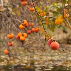 A fruit tree, possibly a persimmon, thrives near a water source, illustrating tolerance for wet soil conditions.