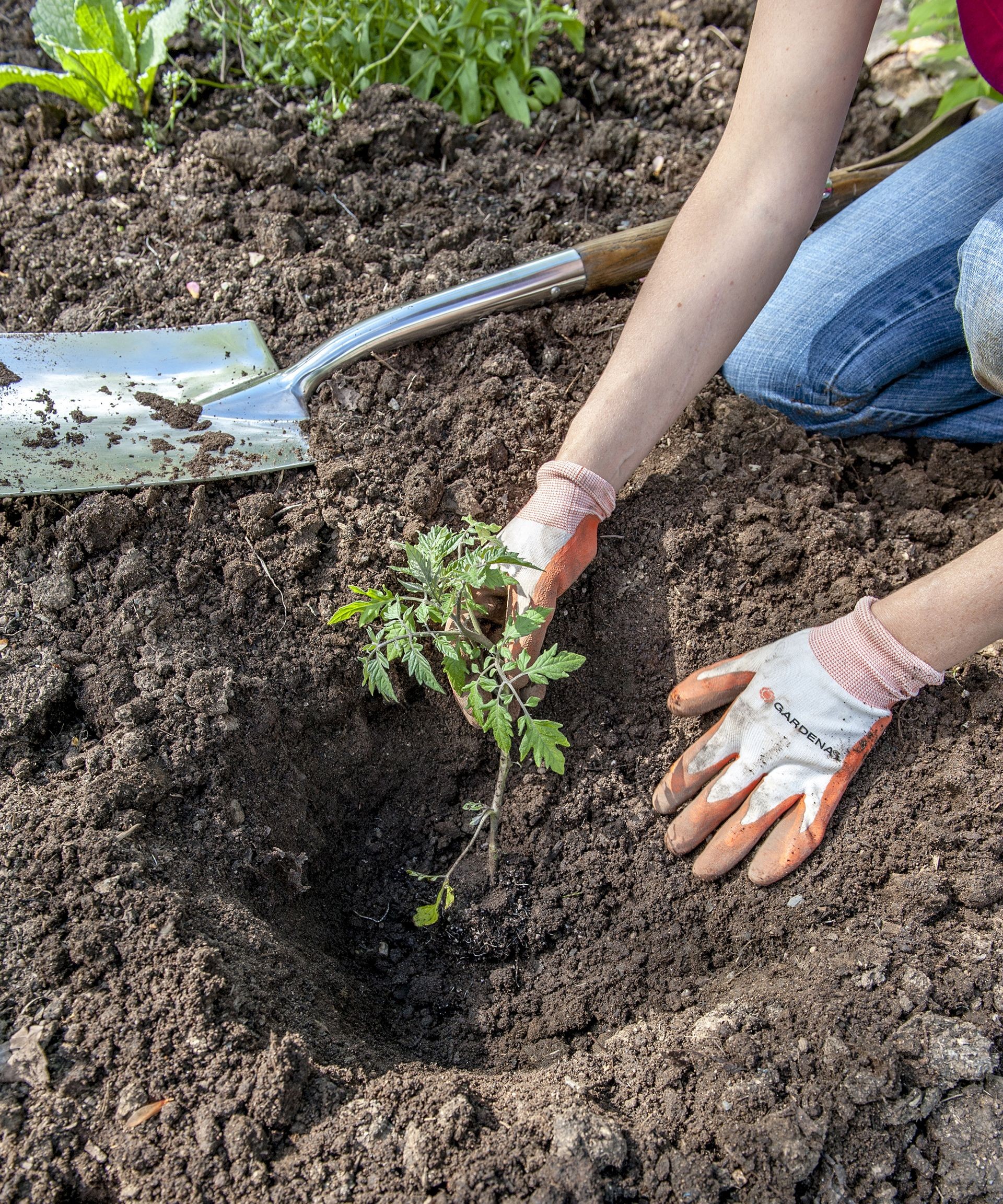 A gardener carefully plants a young tomato seedling into prepared garden soil