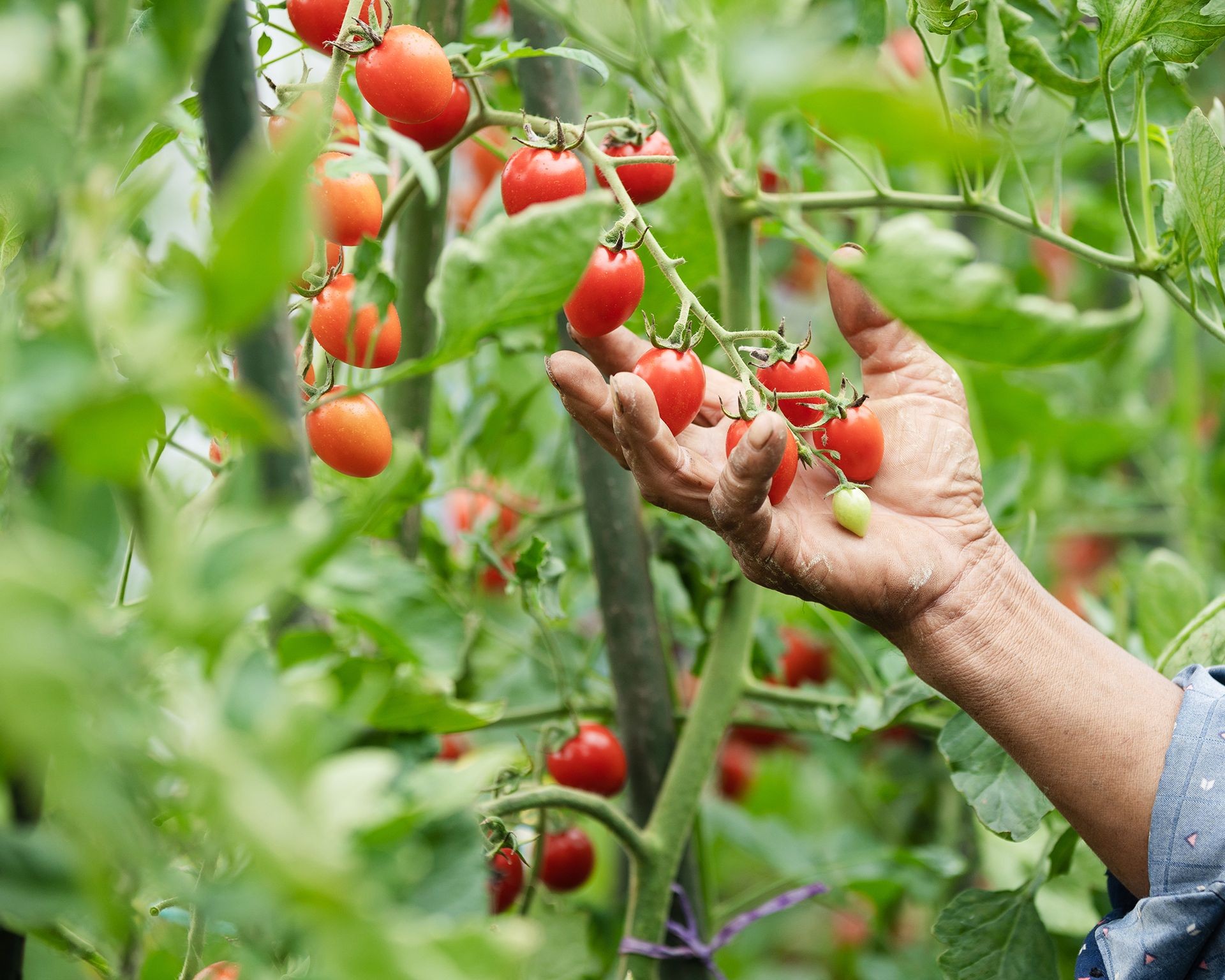 A gardener examines a tomato vine, illustrating the different growth habits like determinate and indeterminate types