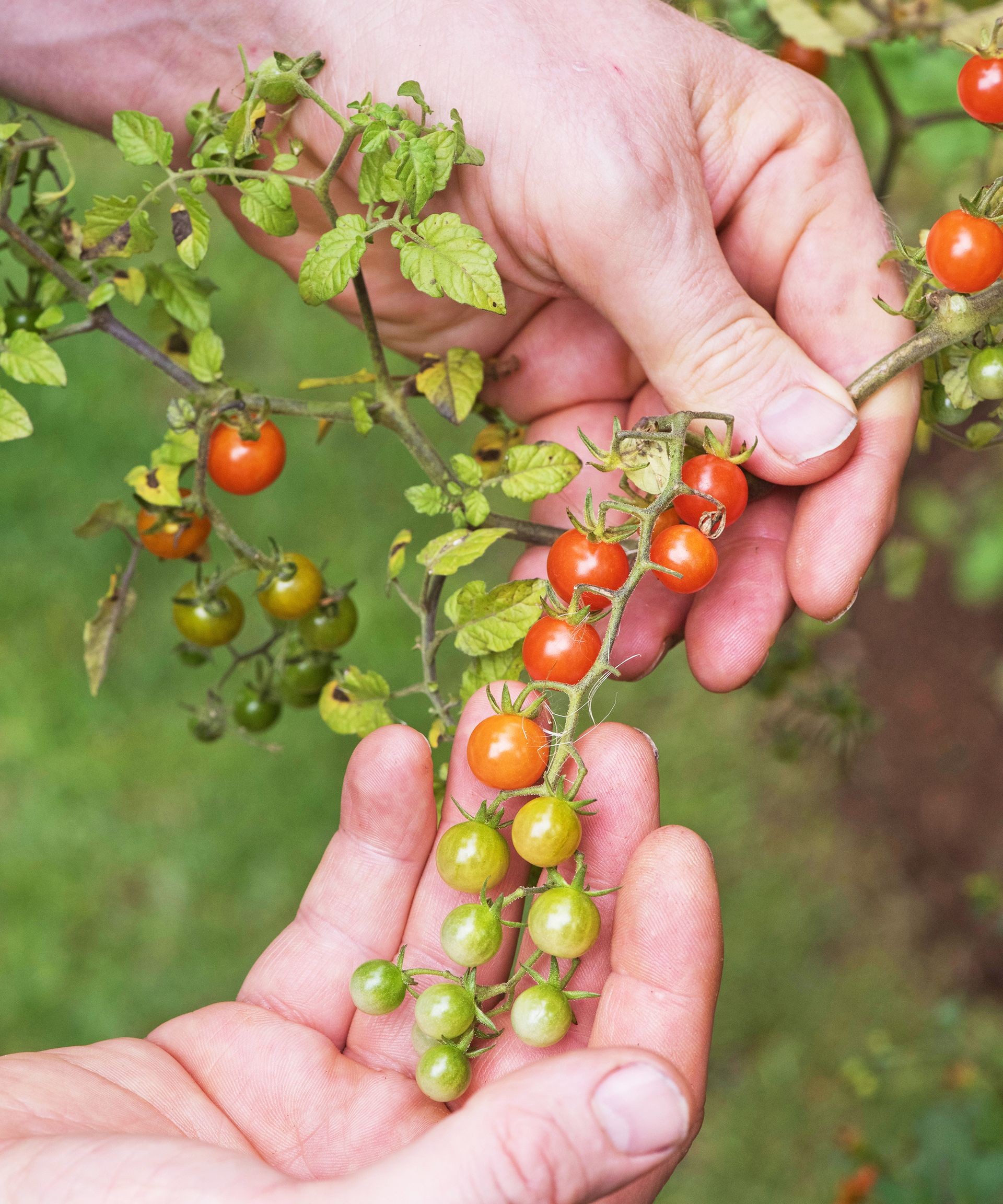 A gardener examines tiny wild tomatoes or currant tomatoes, highlighting their small size and resilient nature