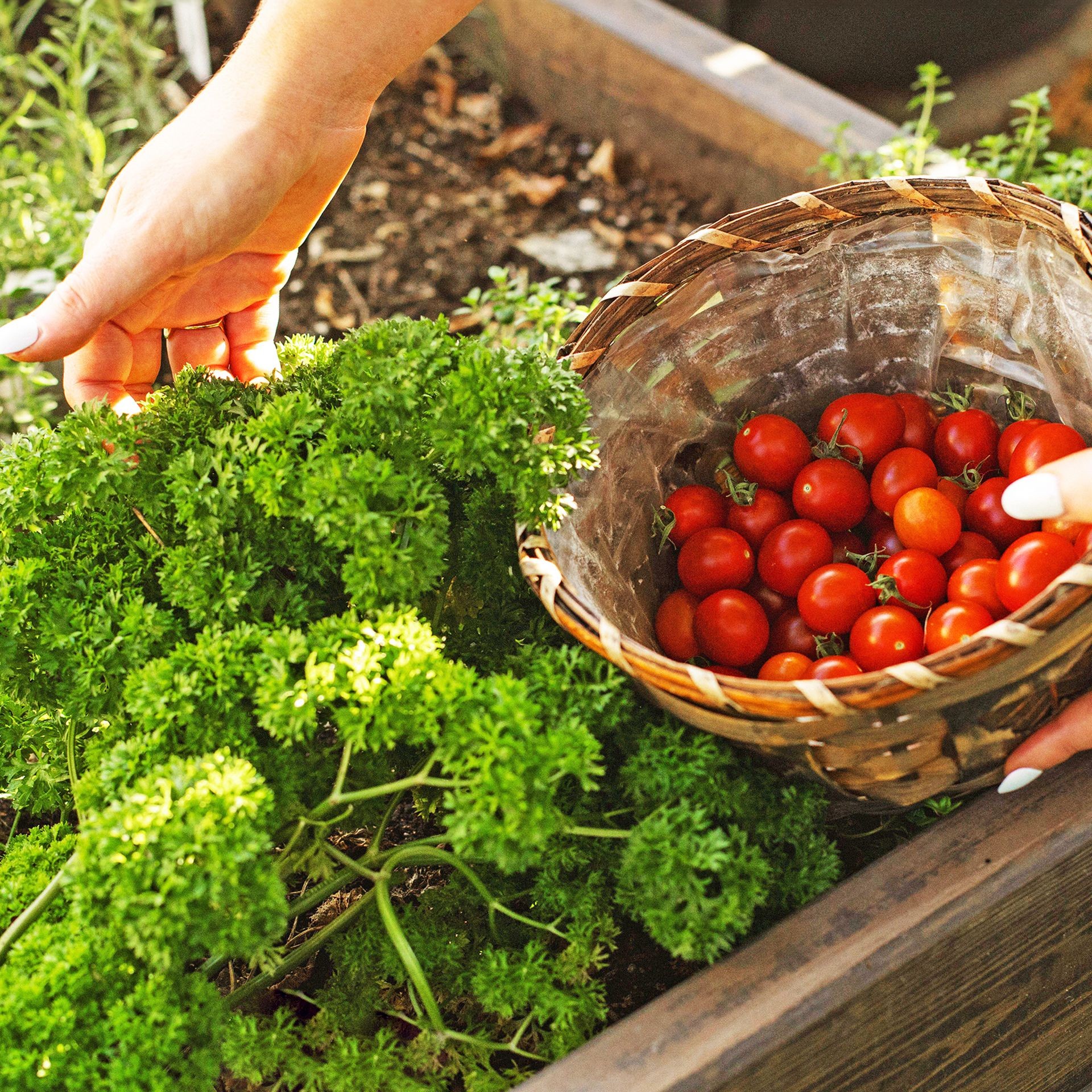 A gardener harvesting a basket of ripe tomatoes and fresh herbs grown together using companion planting techniques.