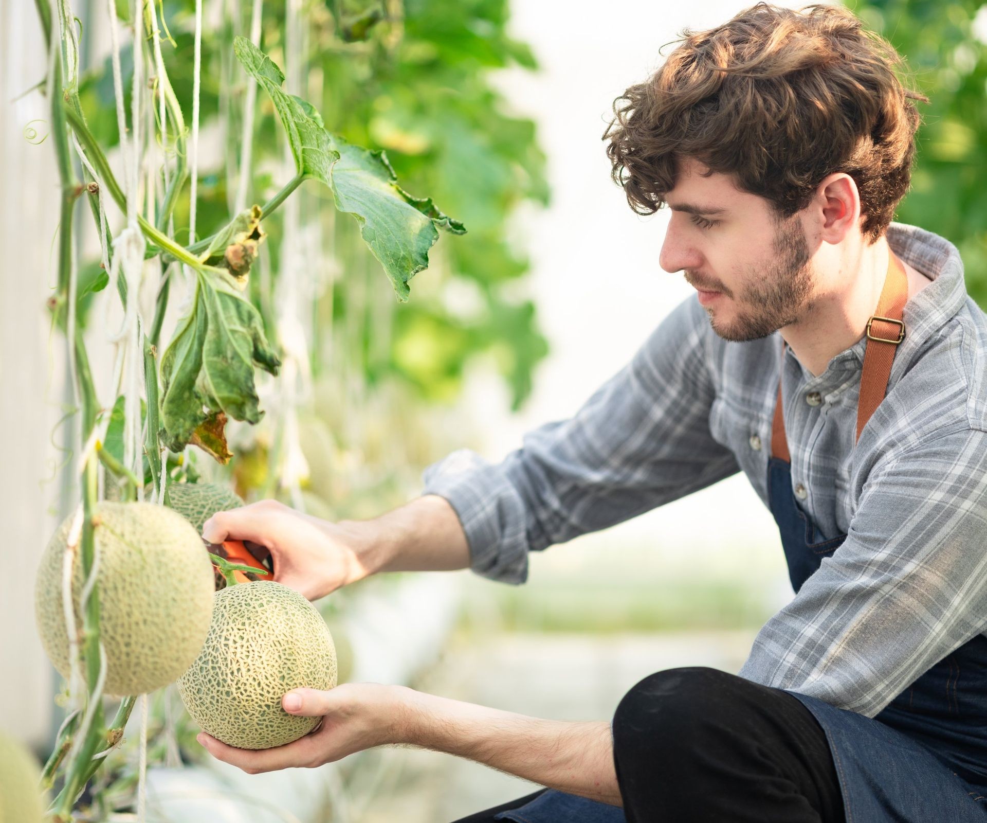 A gardener harvesting a ripe cantaloupe melon from the vine
