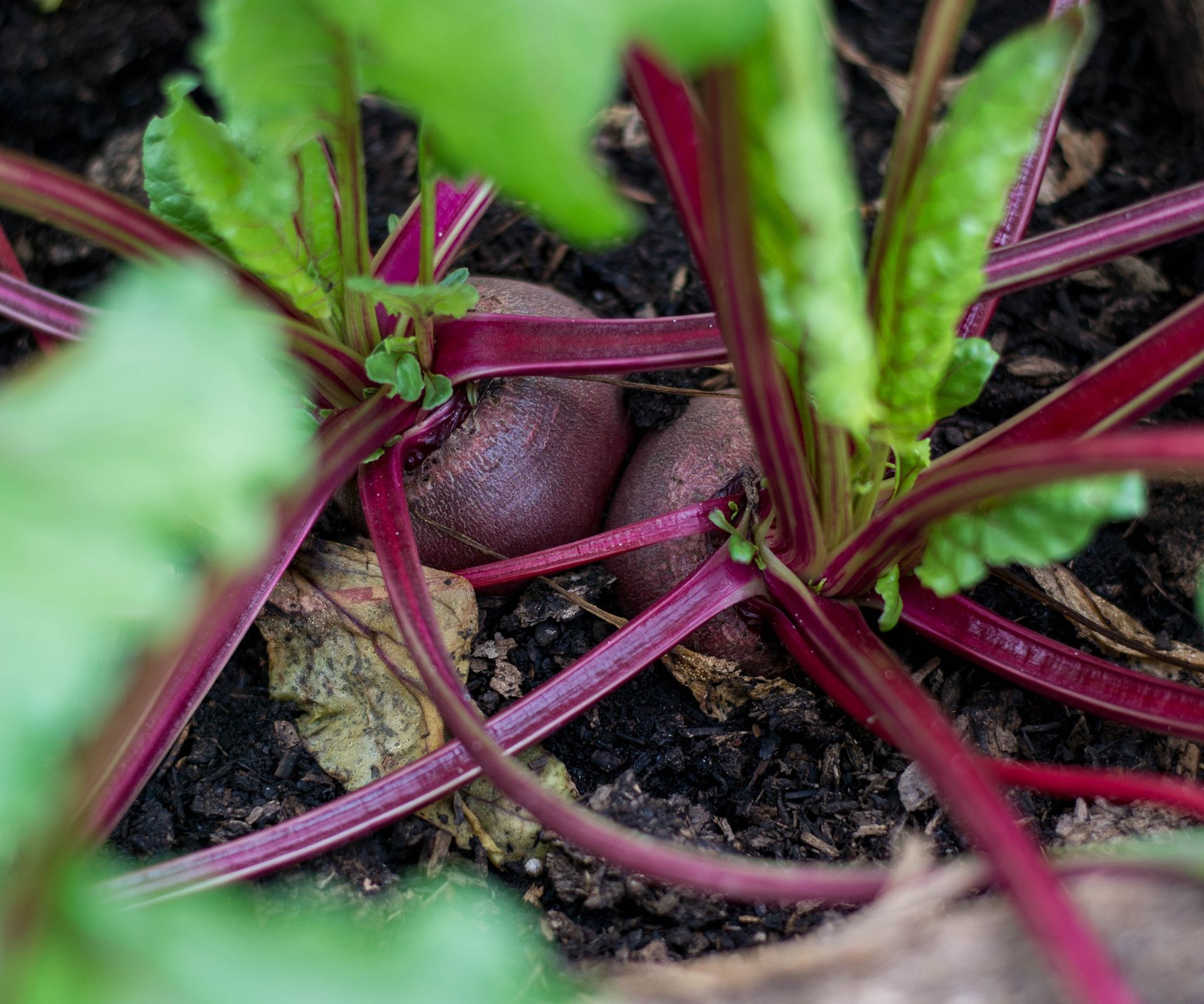A gardener holding freshly harvested beetroots showing vibrant color and leaves