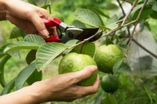 A gardener pruning a guava tree with shears