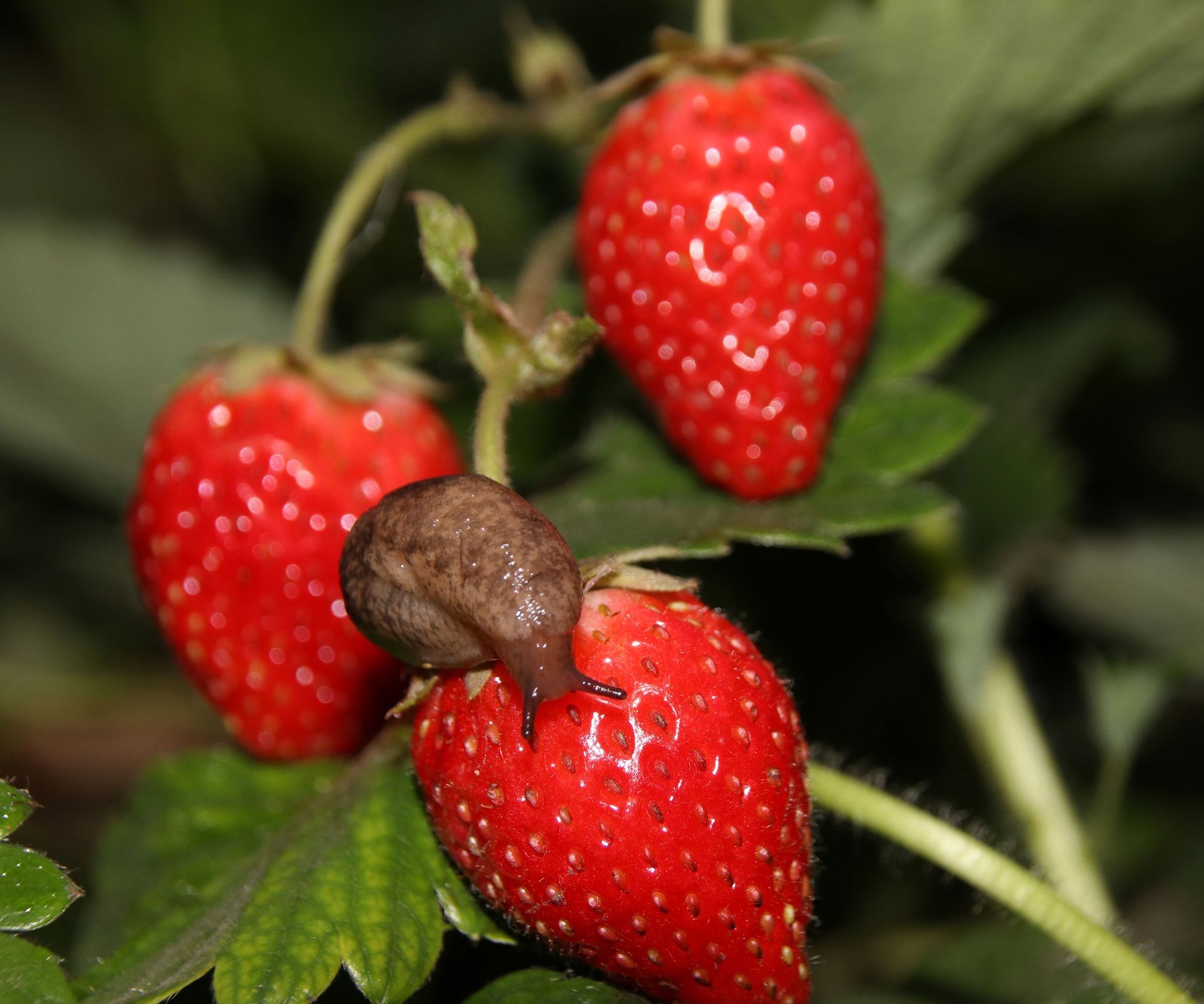 A grey slug feeding directly on a ripe red strawberry fruit, leaving ragged holes