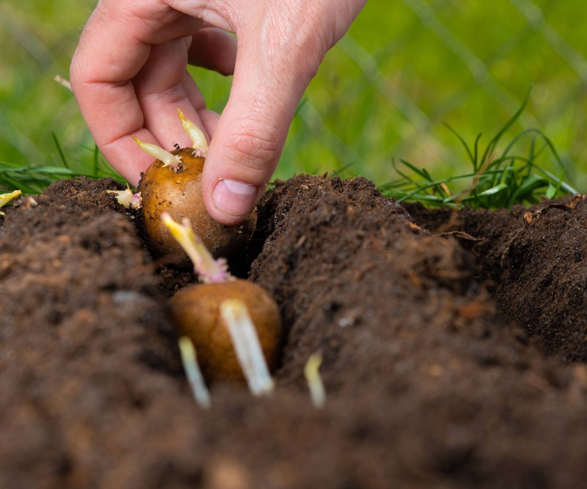 A hand carefully plants a seed potato into a prepared trench