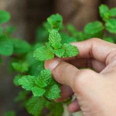A hand demonstrating how to pinch the top leaves of a mint plant to encourage bushier growth.