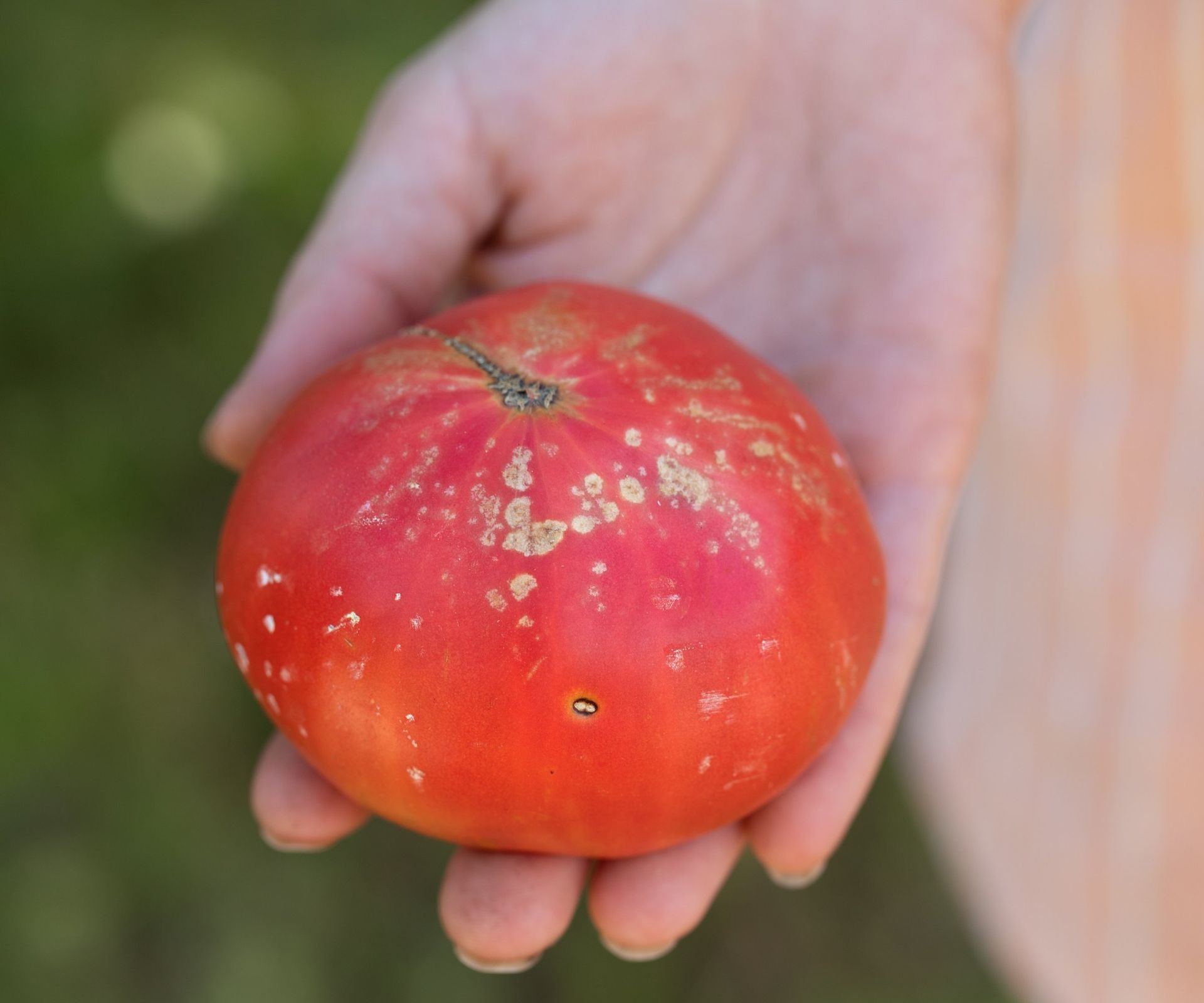 A hand holding a tomato infected with bacterial canker