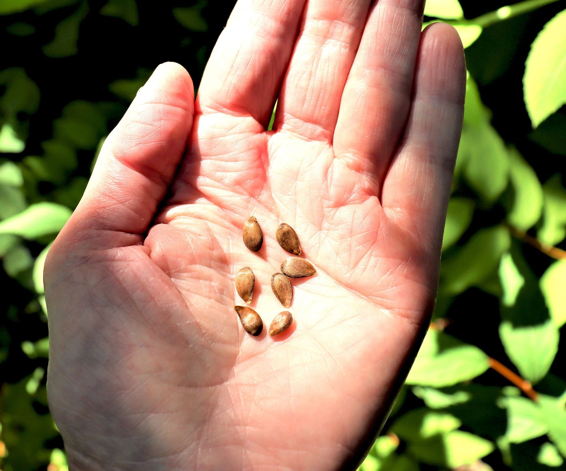 A handful of cleaned apple seeds held in a gardener's palm, prepared for the stratification and sowing process