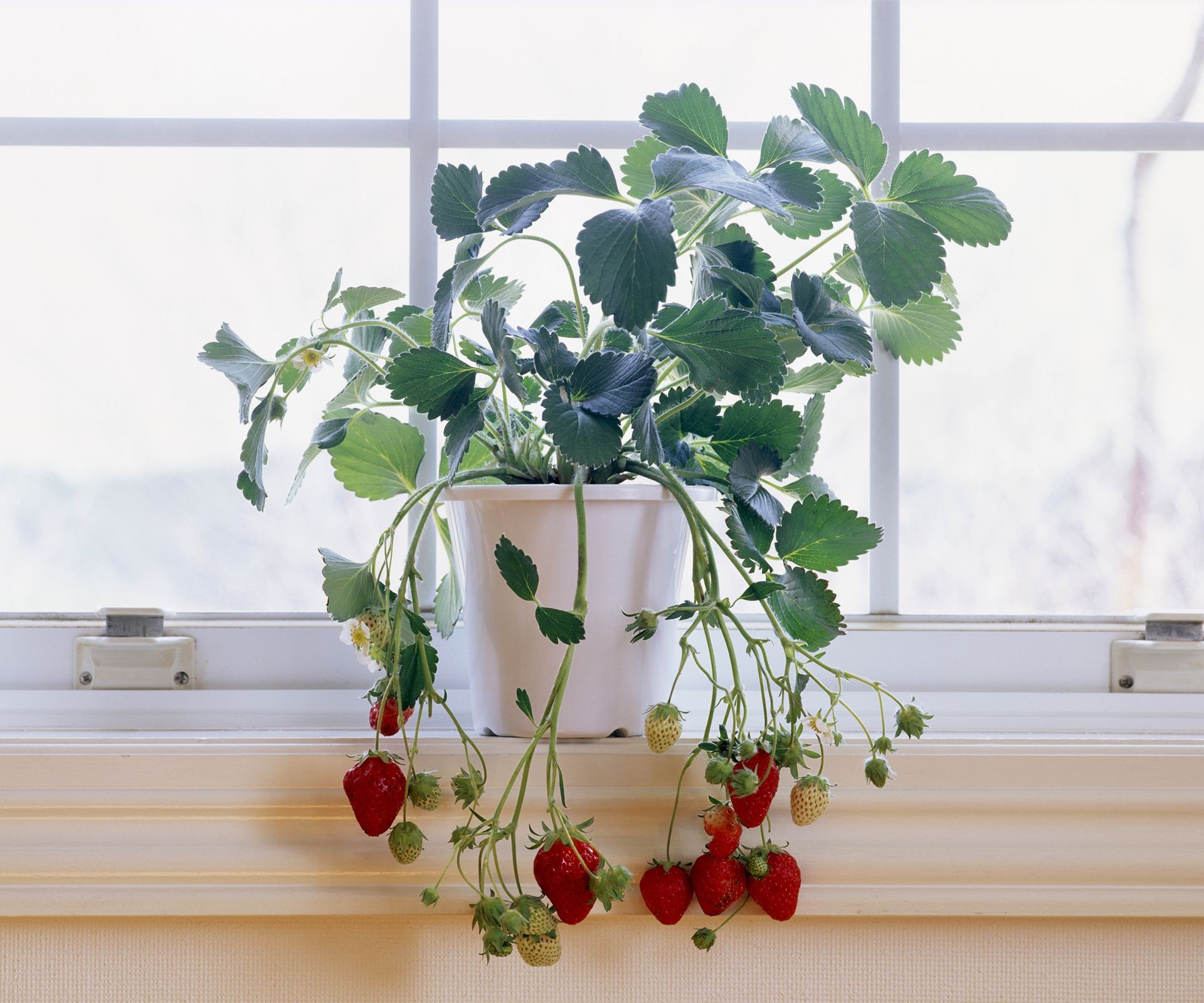 A healthy strawberry plant growing on a sunny windowsill indoors