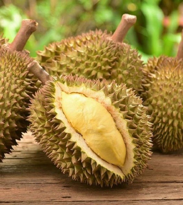 A large durian fruit with thorny rind hanging from a tree branch