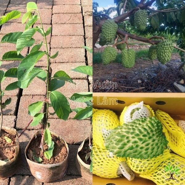 A large, ripe Durian Custard Apple fruit hanging on a tree, showing its oblong, conical shape.