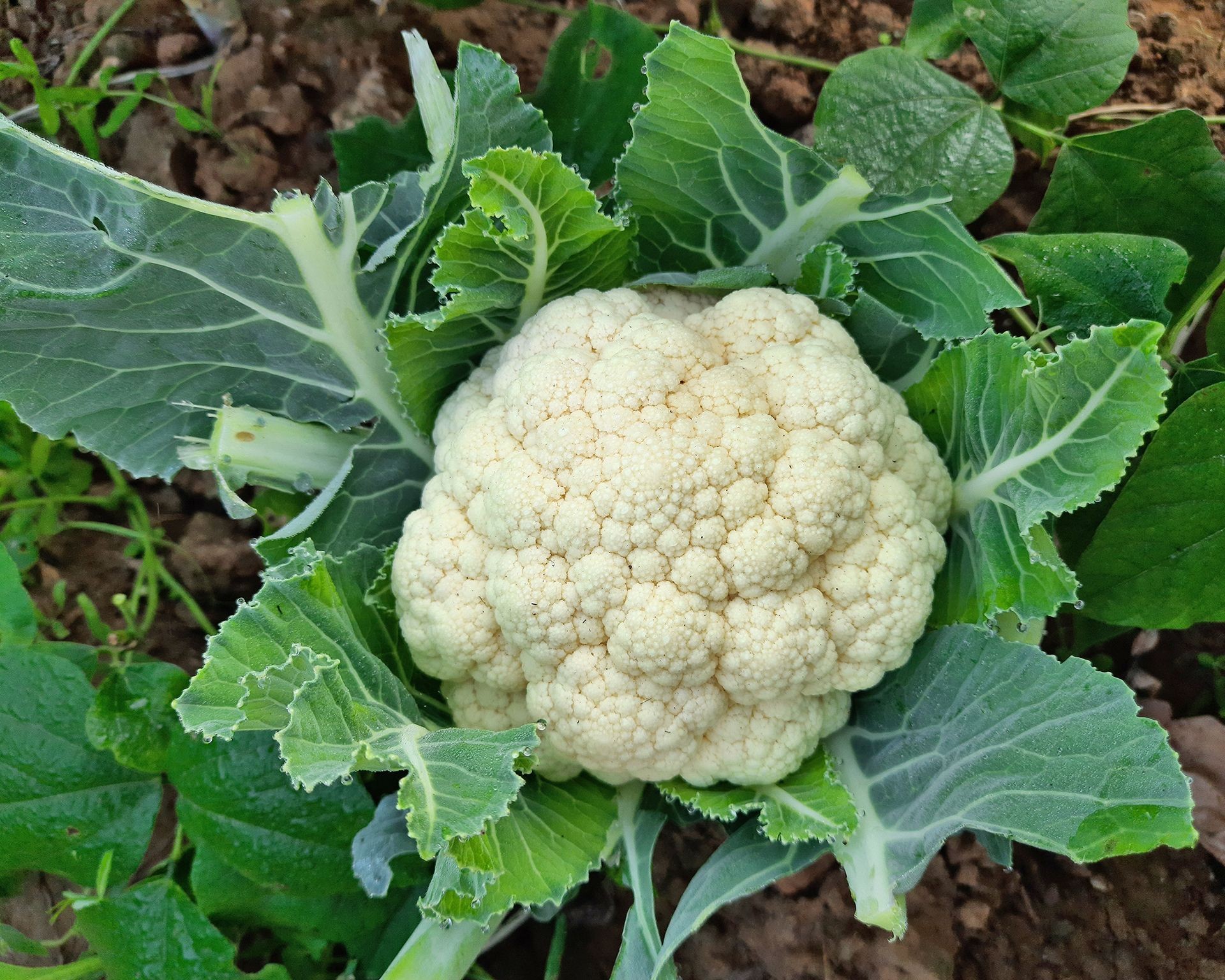 A large white cauliflower head growing healthily in a home vegetable garden