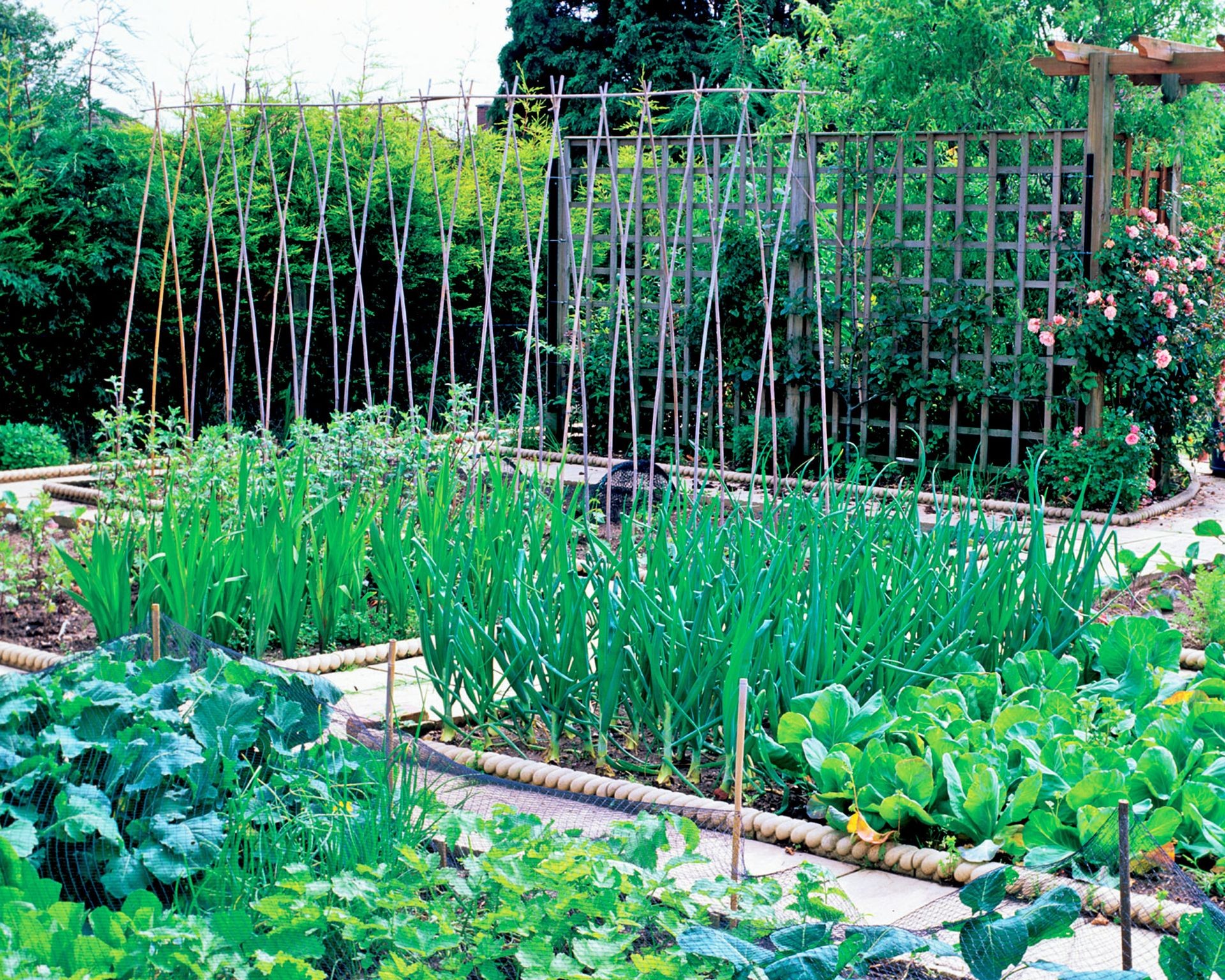 A lush, bountiful vegetable garden filled with a variety of maturing produce, illustrating the potential of successful planting and care