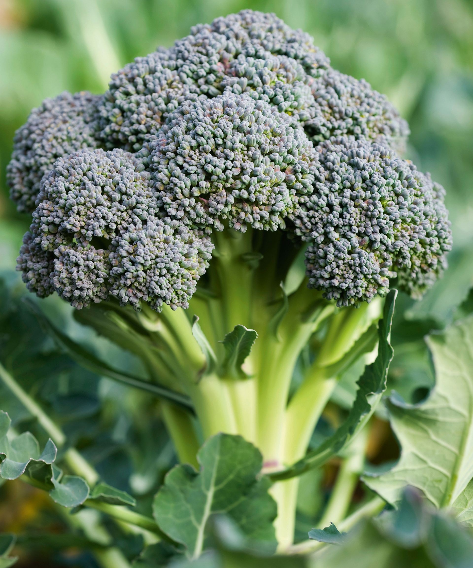 A mature head of broccoli growing vigorously surrounded by large green leaves