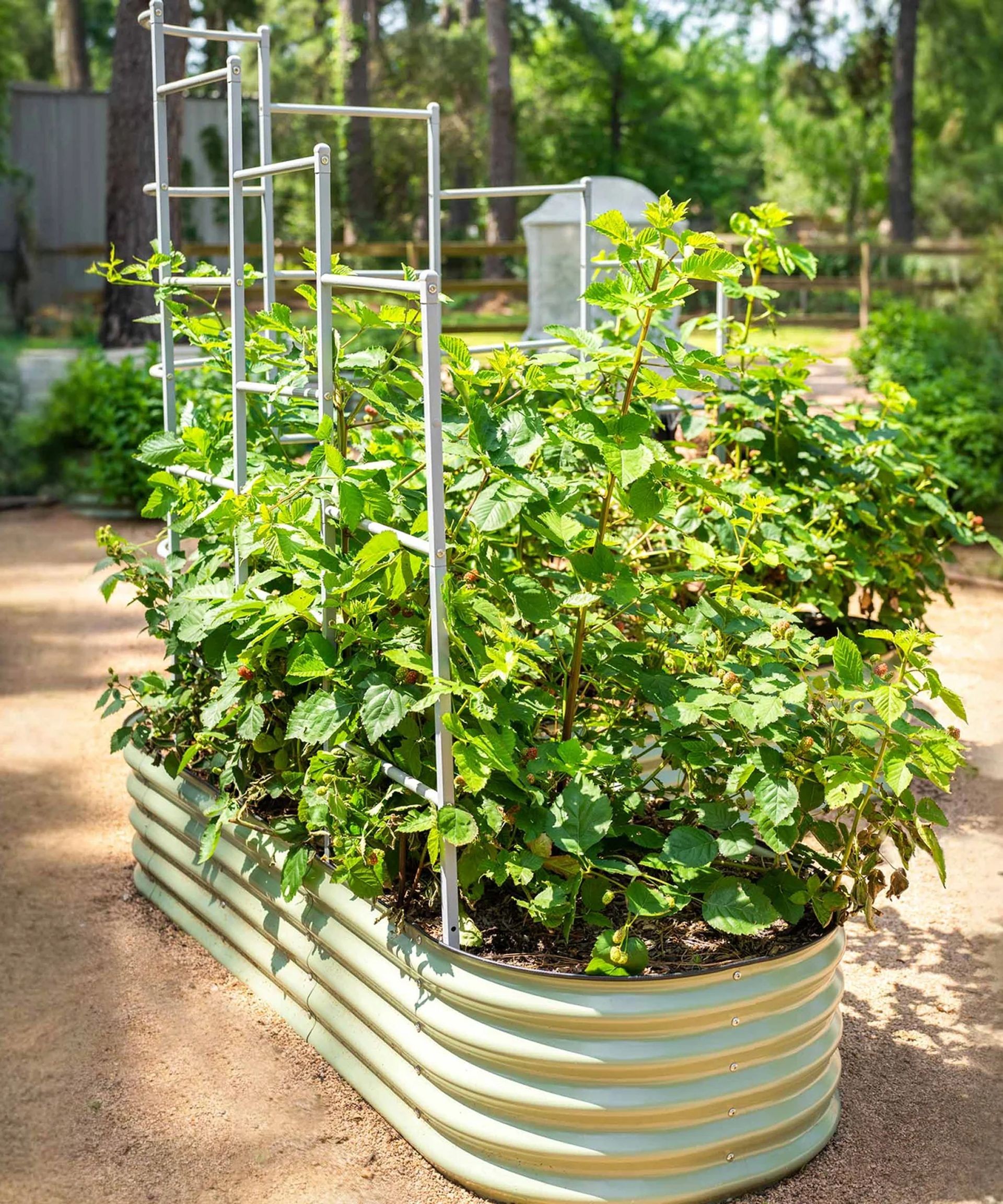 A metal raised garden bed featuring an integrated trellis wall, supporting lush green climbing vegetables.