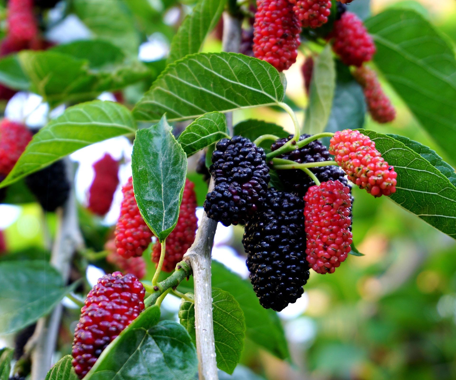 A mulberry branch laden with clusters of red and black fruits