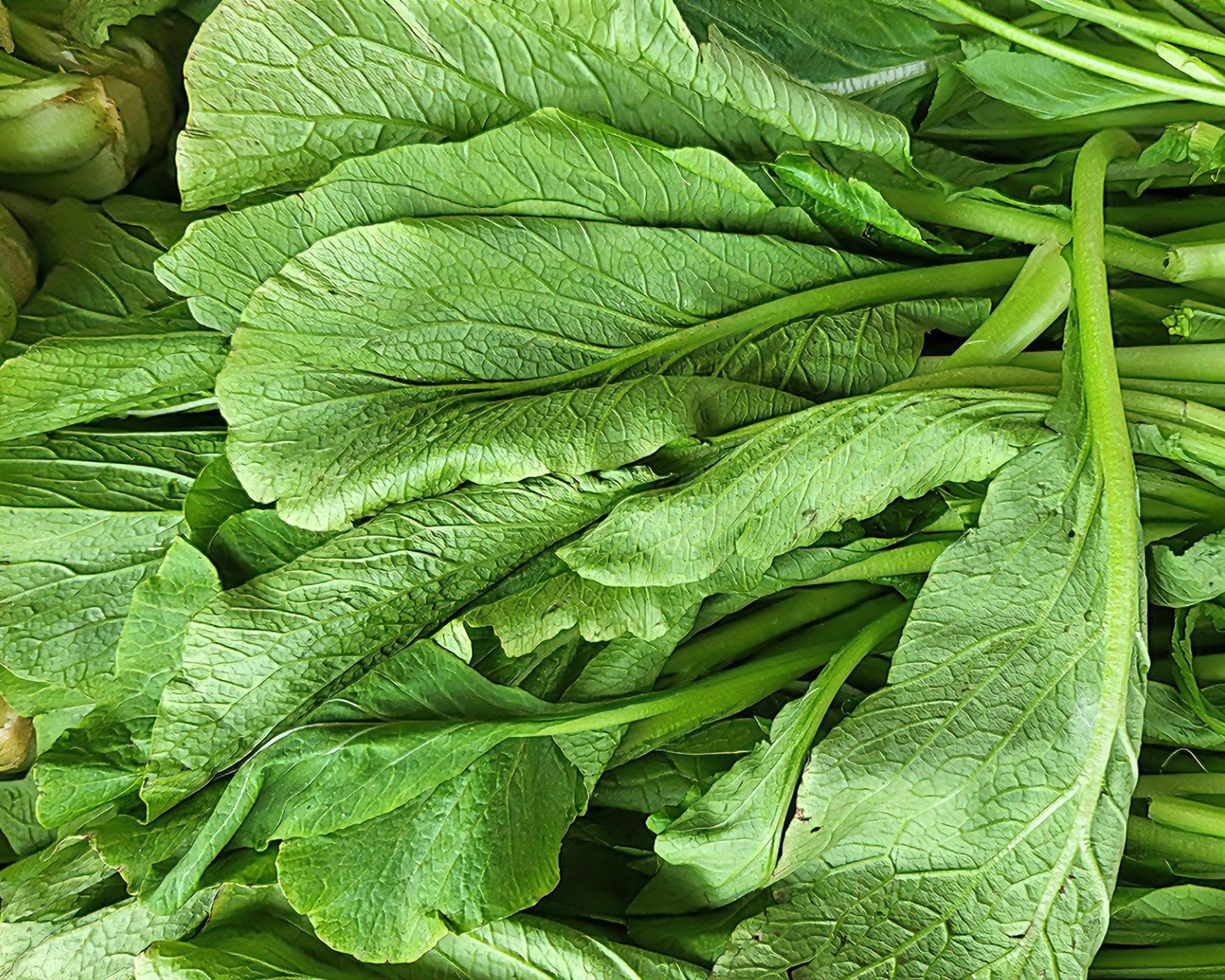 A pile of freshly harvested mustard greens with ruffled edges