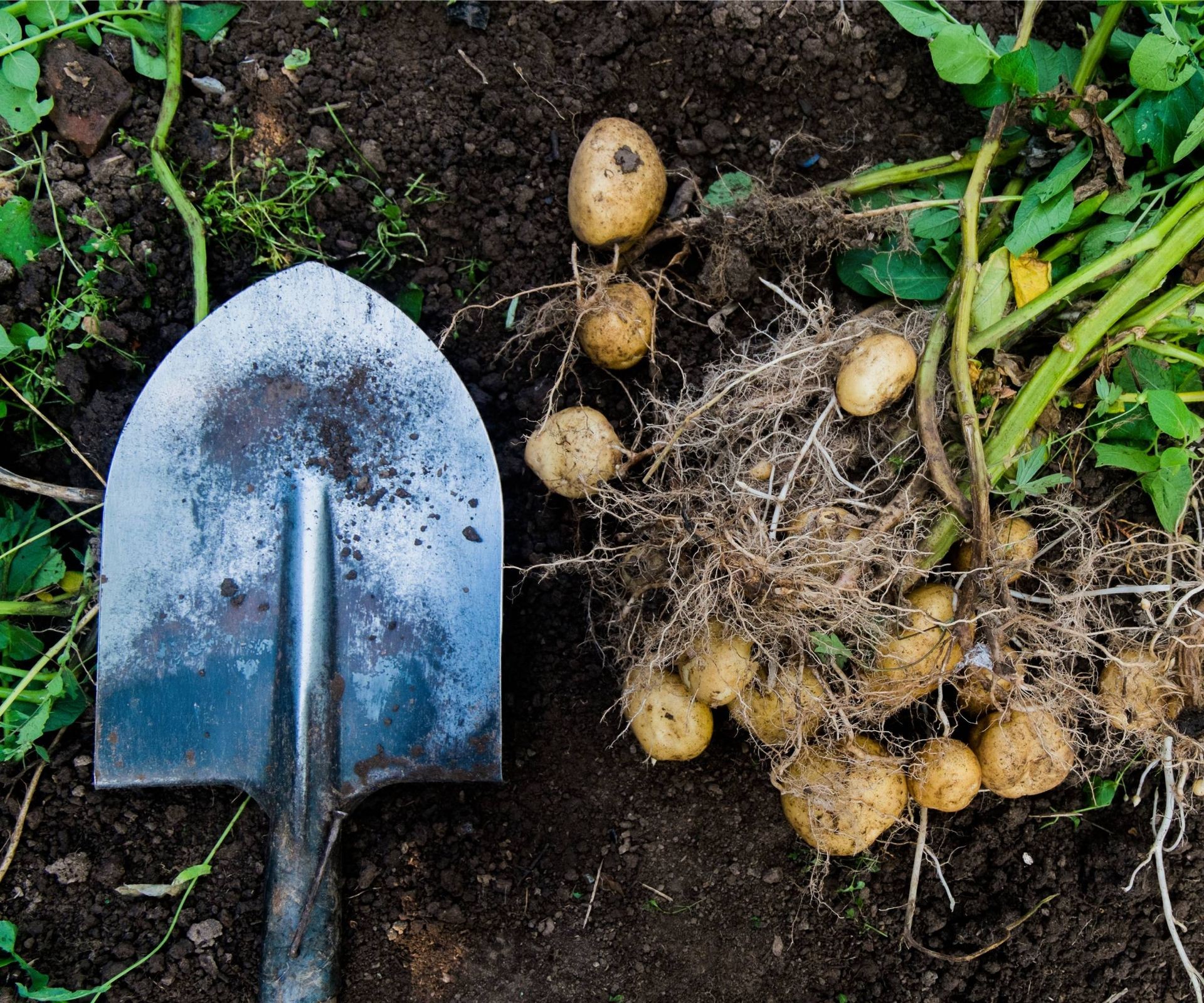 A pile of freshly harvested potatoes next to a garden shovel on soil