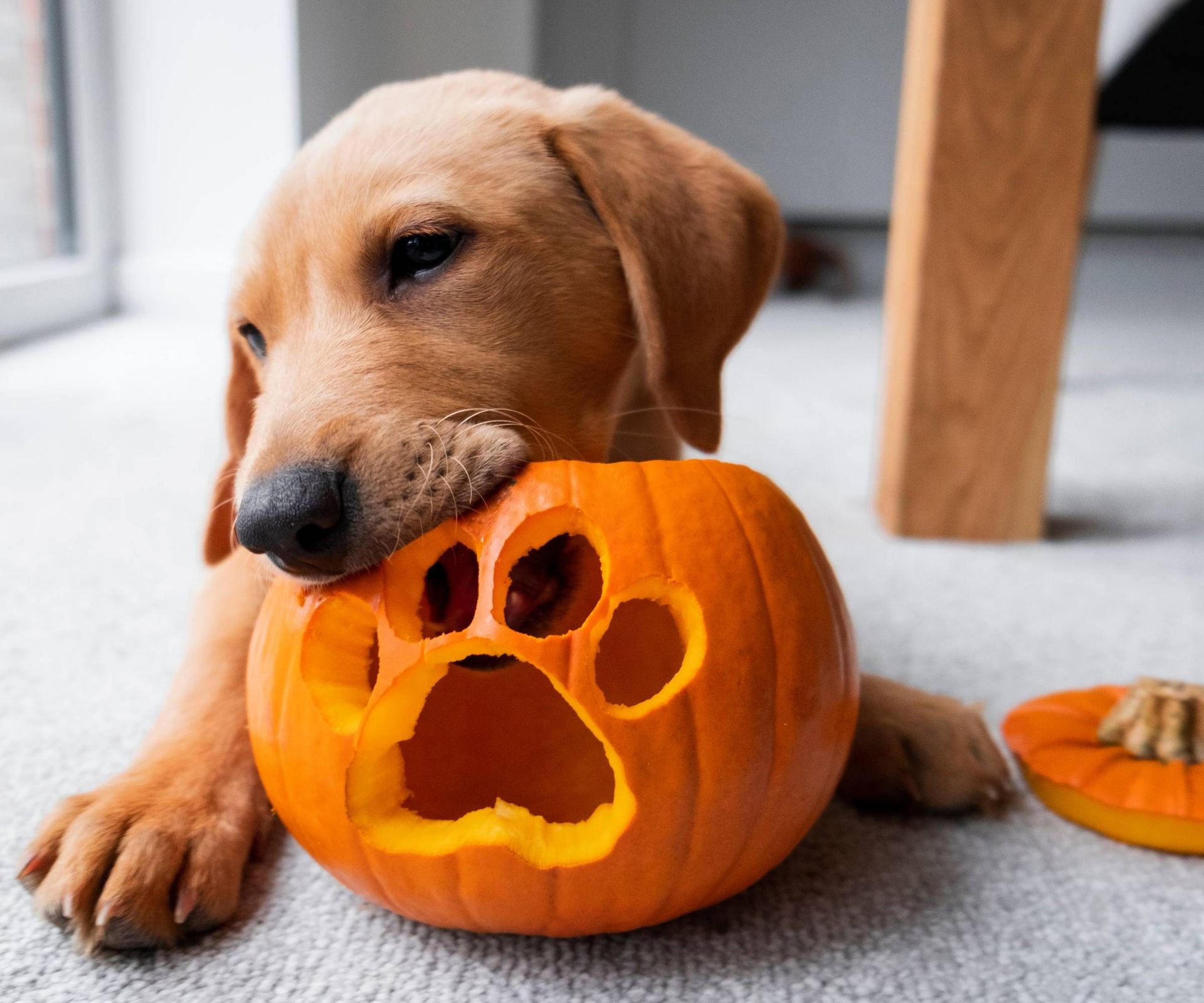 A playful puppy near a leftover carved pumpkin, exploring the shell.