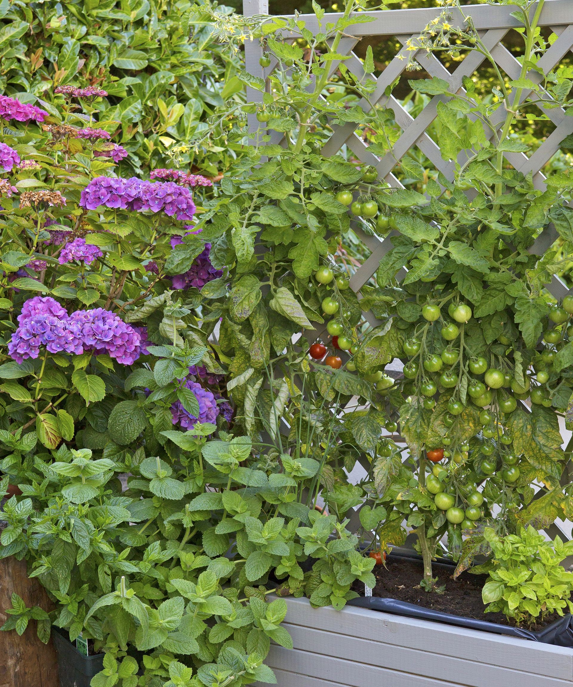 A portable planter pot with an integrated trellis panel, ideal for growing a tomato plant on a patio or small balcony.