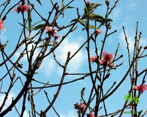 A potted peach blossom tree placed indoors near a window, receiving natural light, representing the importance of light for accelerated bloom