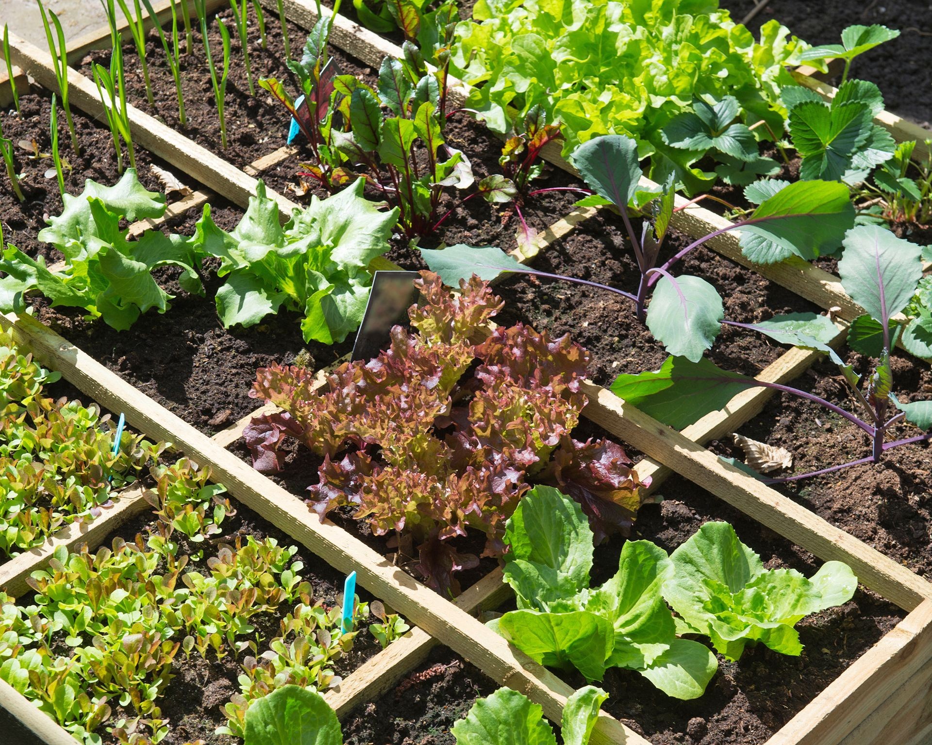 A raised garden bed segmented into one foot squares, each containing different young vegetable plants